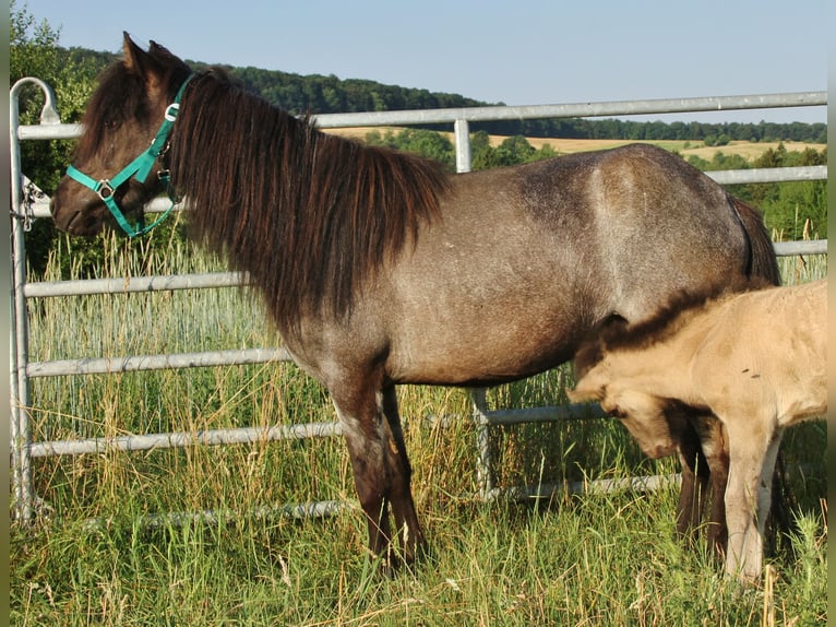 Islandais Jument 4 Ans 137 cm Rouan Bleu in Saarland