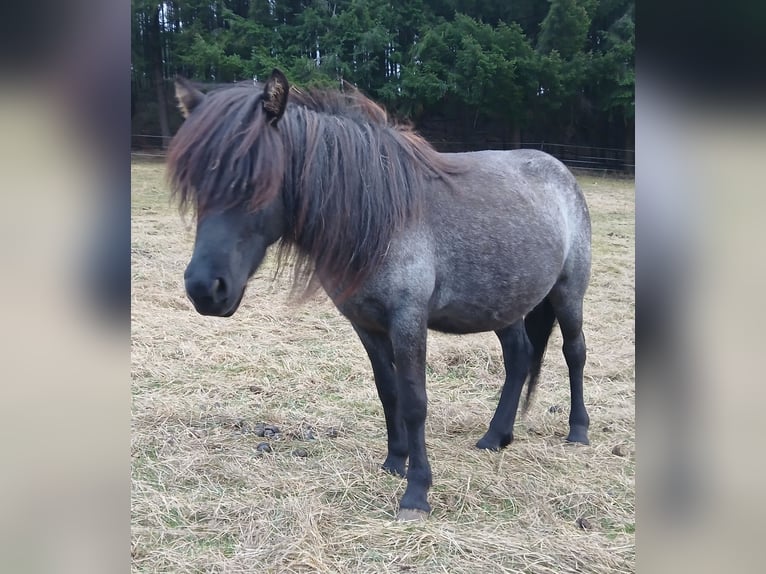 Islandais Jument 4 Ans 137 cm Rouan Bleu in Saarland