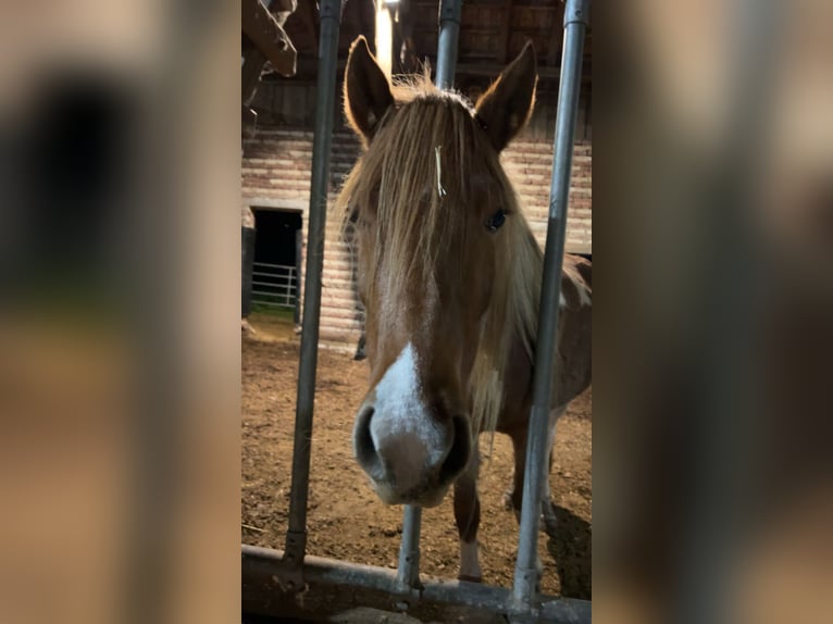 Islandais Croisé Jument 4 Ans 138 cm Alezan in M&#xFC;nster