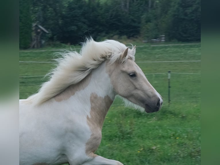 Islandais Jument 4 Ans 138 cm Pinto in Kißlegg