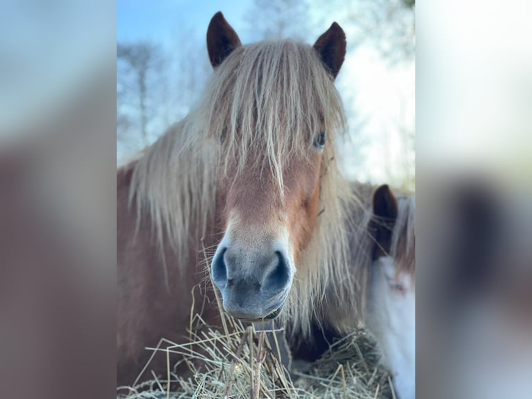 Islandais Jument 4 Ans 139 cm Alezan in Blunk