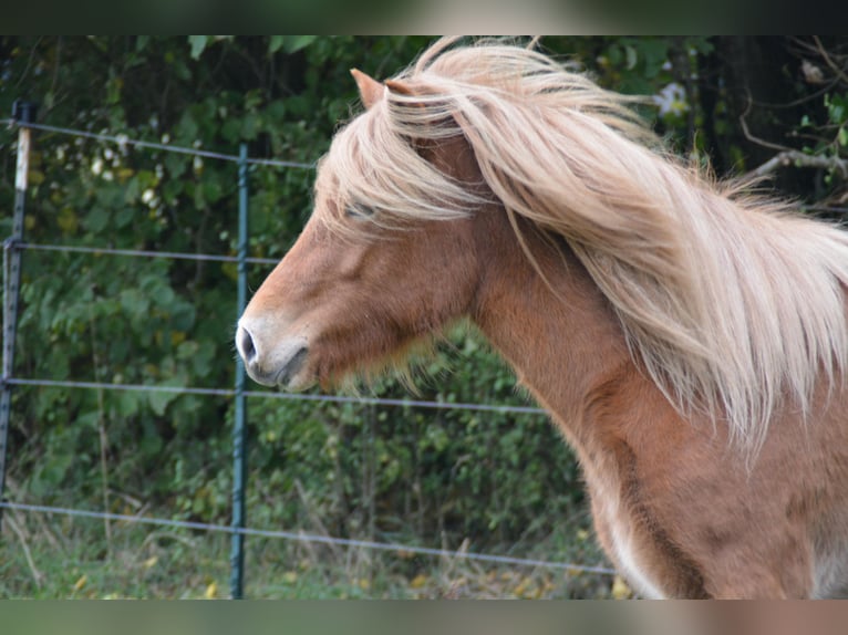 Islandais Jument 4 Ans 139 cm Alezan in Blunk