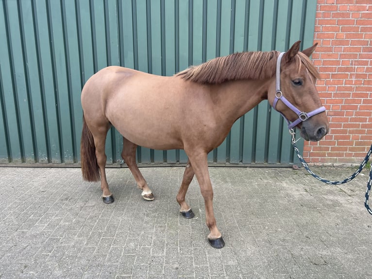 Islandais Croisé Jument 4 Ans 140 cm Alezan in Kalkar