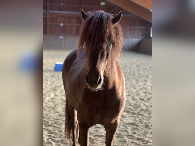 Islandais Jument 4 Ans 140 cm Alezan in Klausen-Leopoldsdorf