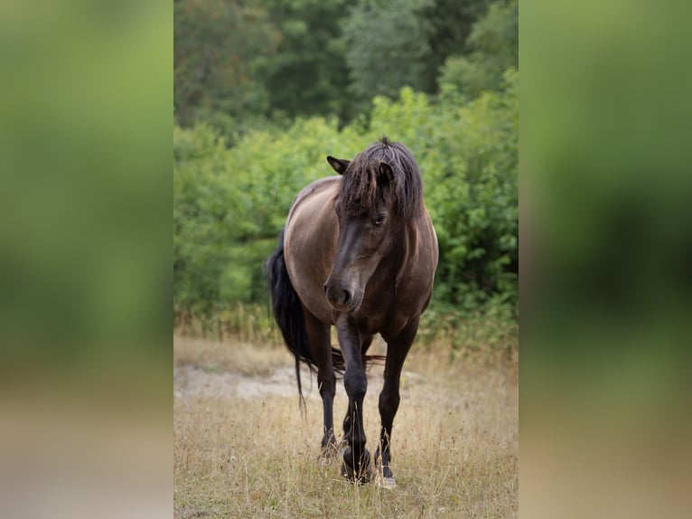 Islandais Jument 4 Ans 140 cm Noir in HOBRO