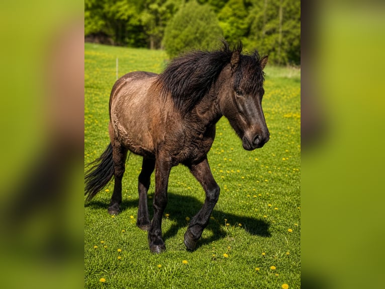 Islandais Jument 4 Ans 140 cm Noir in HOBRO