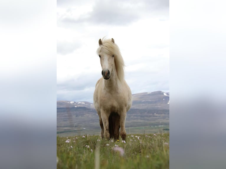 Islandais Jument 4 Ans 140 cm Palomino in Varmahlid