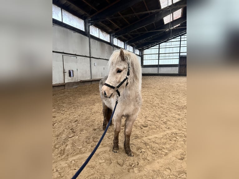 Islandais Jument 4 Ans 140 cm Palomino in Steinhagen