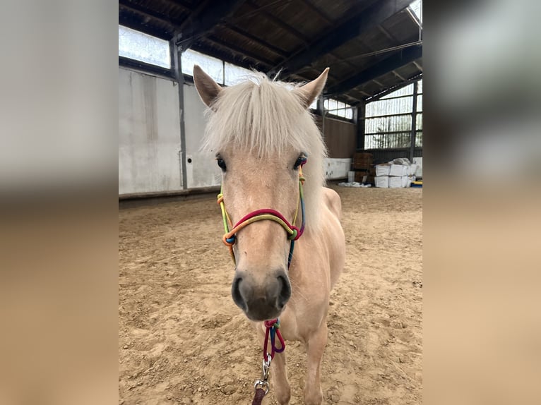 Islandais Jument 4 Ans 140 cm Palomino in Steinhagen
