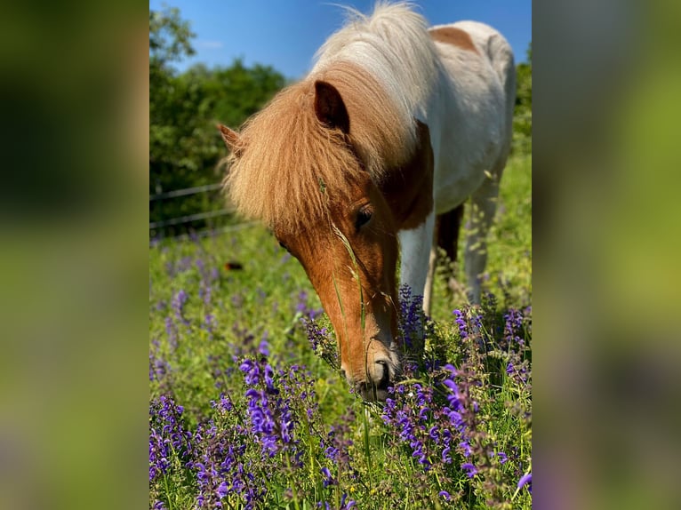 Islandais Jument 4 Ans 140 cm Pinto in Sorbas