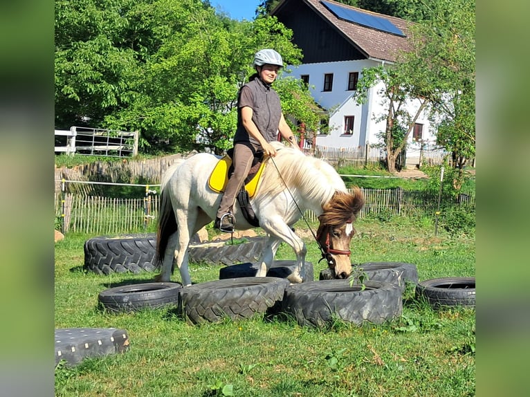 Islandais Jument 4 Ans 142 cm Pinto in Bayerbach
