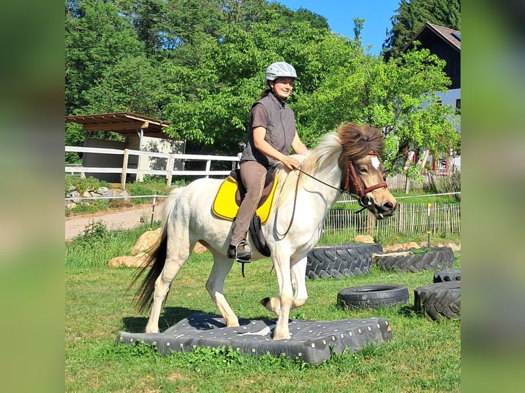 Islandais Jument 4 Ans 142 cm Pinto in Bayerbach