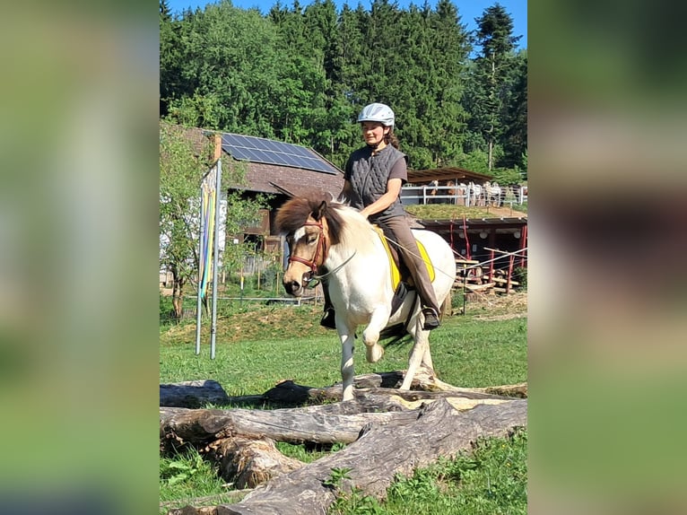 Islandais Jument 4 Ans 142 cm Pinto in Bayerbach