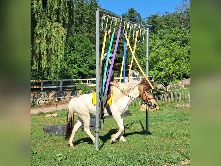 Islandais Jument 4 Ans 142 cm Pinto in Bayerbach