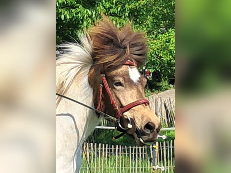 Islandais Jument 4 Ans 142 cm Pinto in Bayerbach