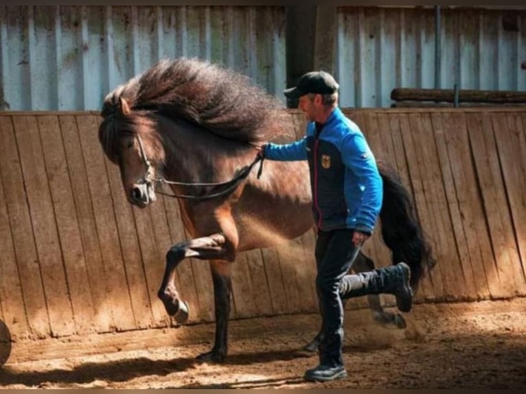 Islandais Jument 4 Ans 143 cm Pinto in Pierrevert