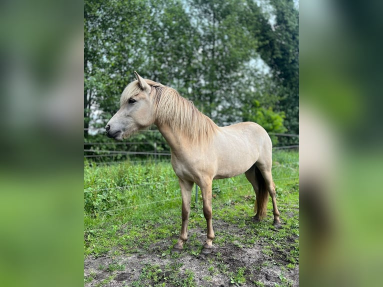 Islandais Jument 4 Ans in Blunk