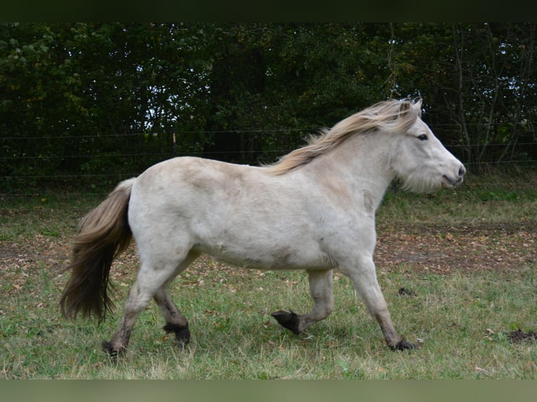 Islandais Jument 4 Ans in Blunk