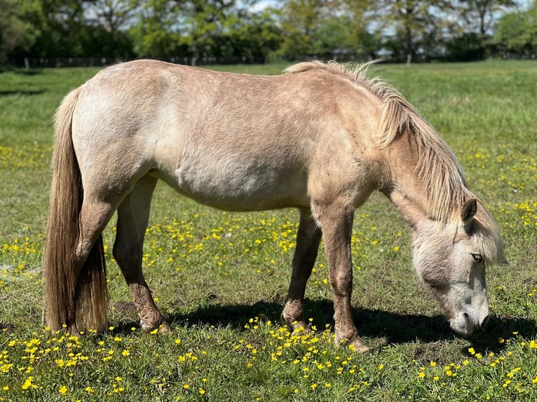 Islandais Jument 4 Ans in Blunk