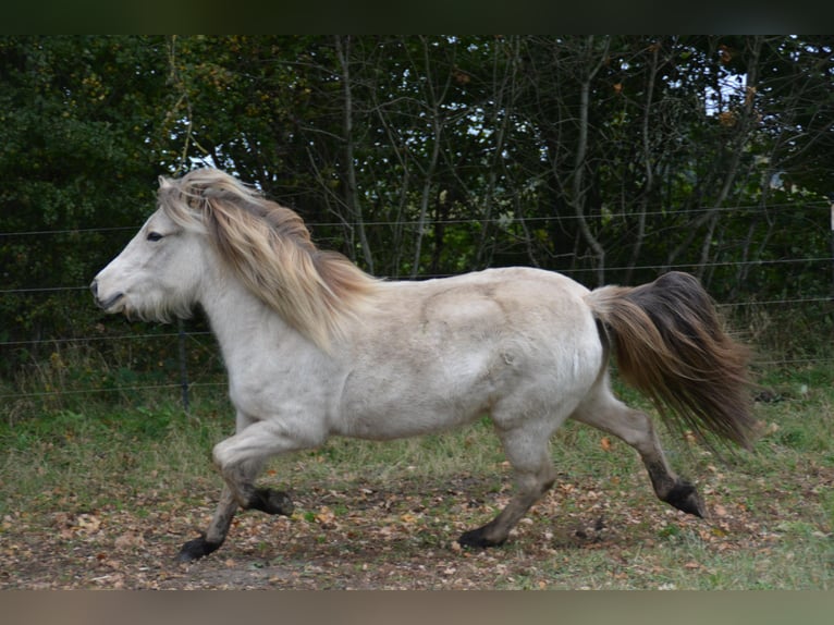 Islandais Jument 4 Ans in Blunk