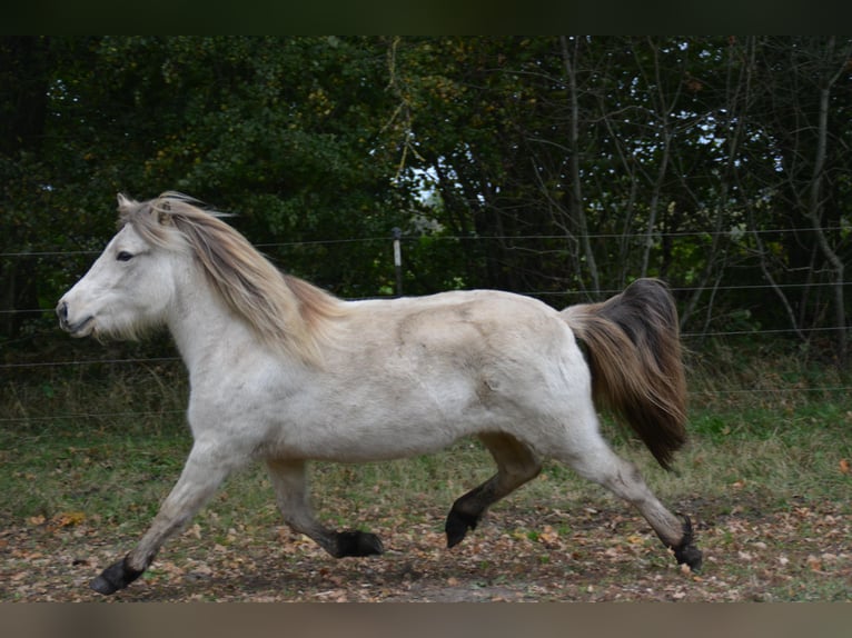 Islandais Jument 4 Ans in Blunk