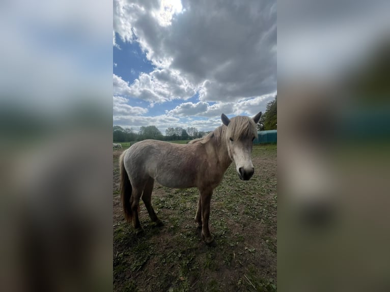 Islandais Jument 4 Ans in Blunk