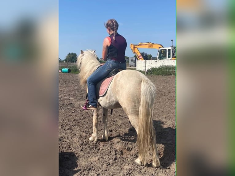 Islandais Jument 4 Ans Palomino in Testelttestelt