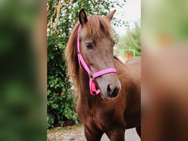 Islandais Jument 5 Ans 130 cm Bai in Straßwalchen