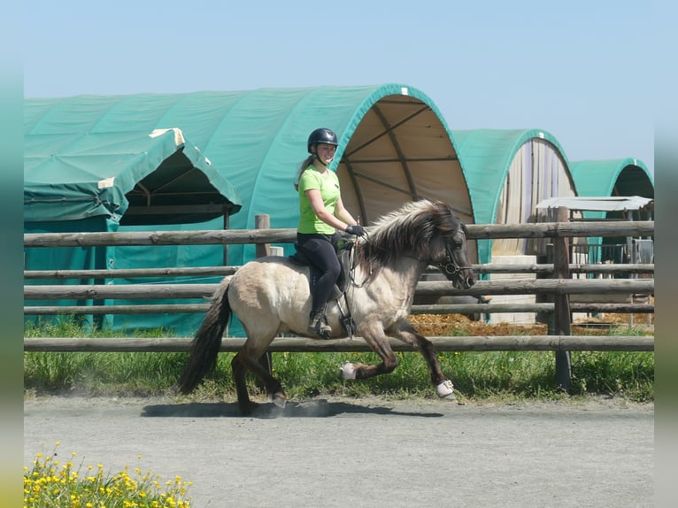Islandais Jument 5 Ans 130 cm Isabelle in Euskirchen