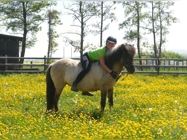 Islandais Jument 5 Ans 130 cm Isabelle in Euskirchen