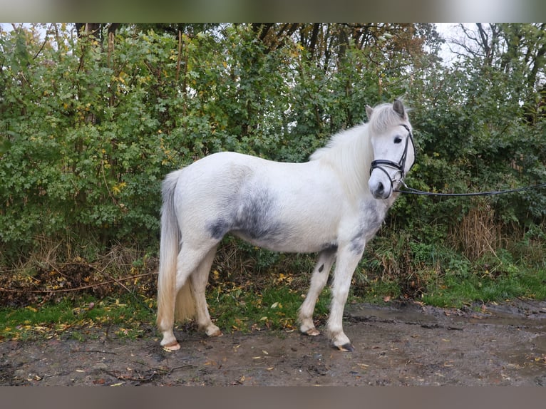 Islandais Jument 5 Ans 135 cm Gris in Wadersloh