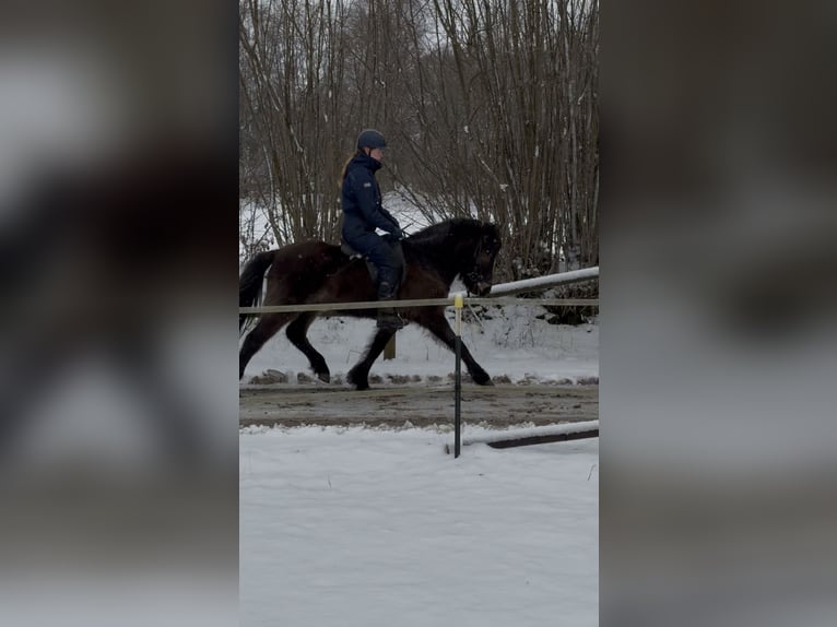 Islandais Jument 5 Ans 136 cm Buckskin in Tremsbüttel