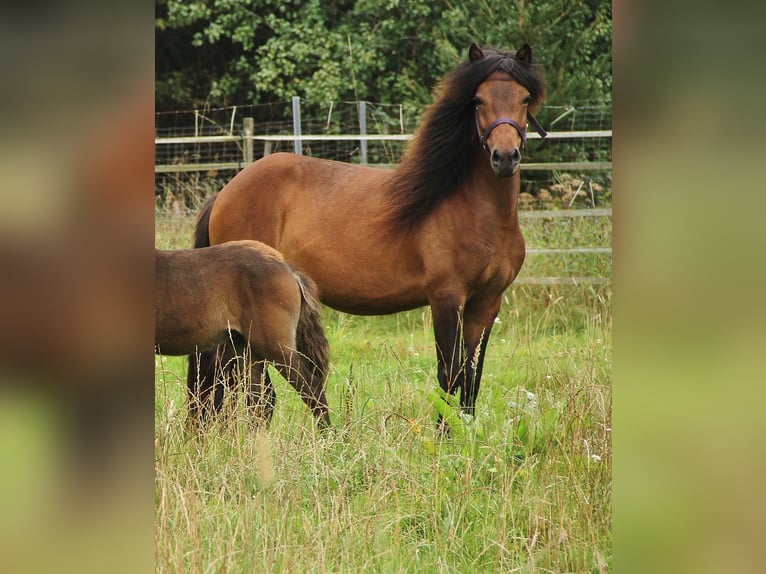 Islandais Jument 5 Ans 137 cm Bai in Saarland