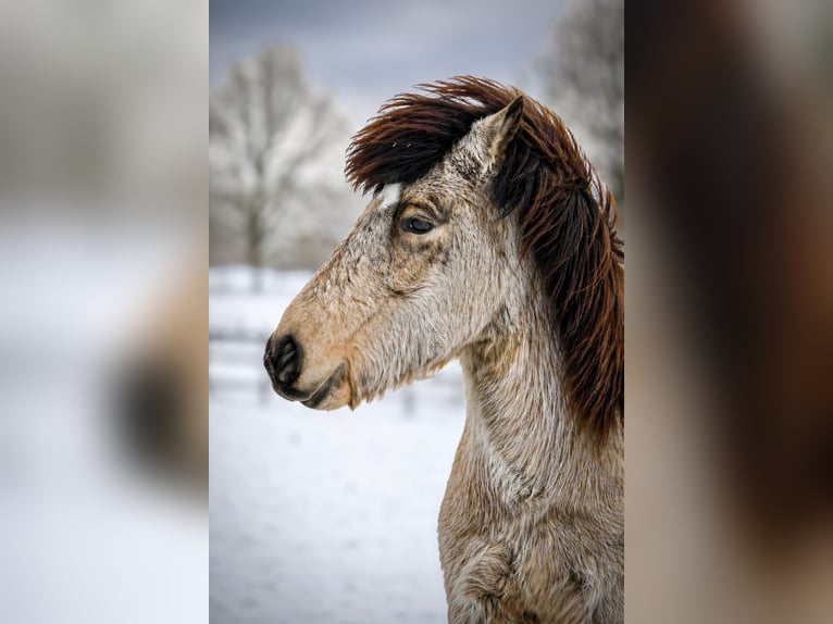 Islandais Jument 5 Ans 137 cm Buckskin in Freudenberg