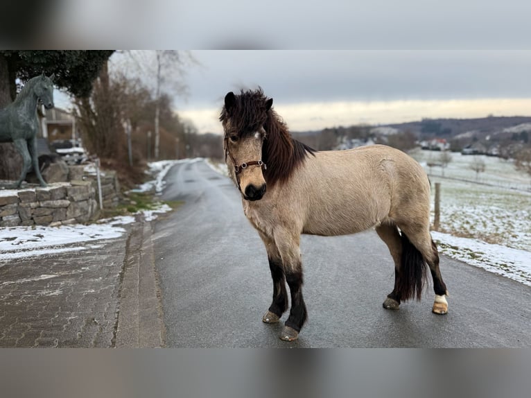 Islandais Jument 5 Ans 137 cm Buckskin in Freudenberg