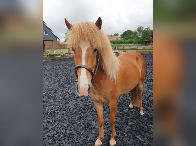 Islandais Jument 5 Ans 138 cm Alezan in Heeslingen OT Boitzen