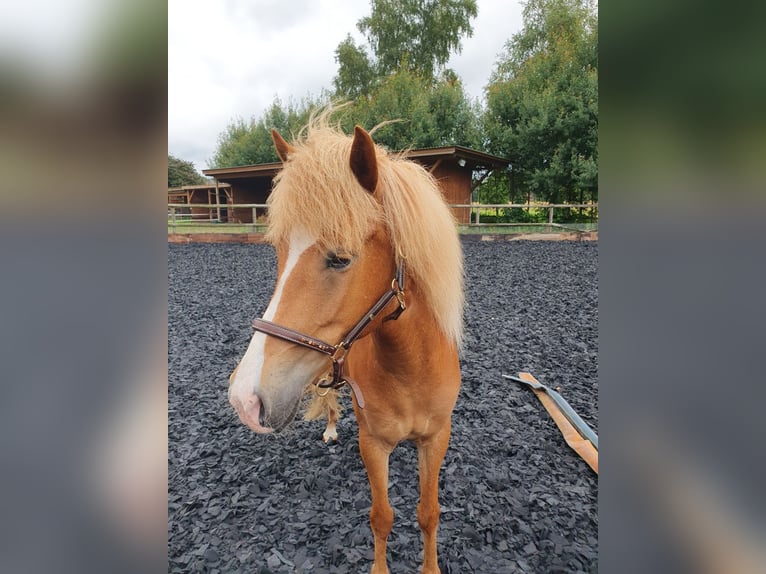 Islandais Jument 5 Ans 138 cm Alezan in Heeslingen OT Boitzen