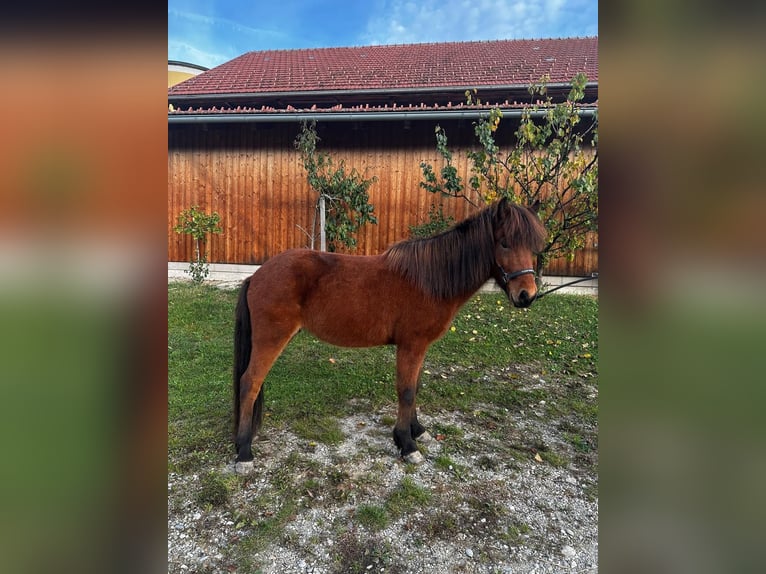 Islandais Jument 5 Ans 138 cm Bai in Sankt Radegund