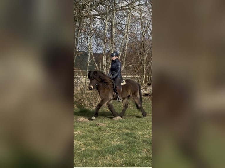 Islandais Jument 5 Ans 138 cm Buckskin in Tremsbüttel
