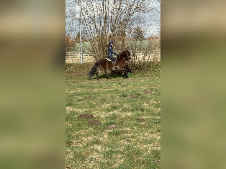 Islandais Jument 5 Ans 138 cm Buckskin in Tremsbüttel