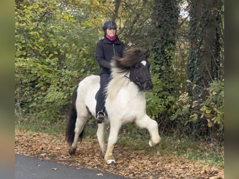 Islandais Jument 5 Ans 138 cm Pinto in Schneverdingen