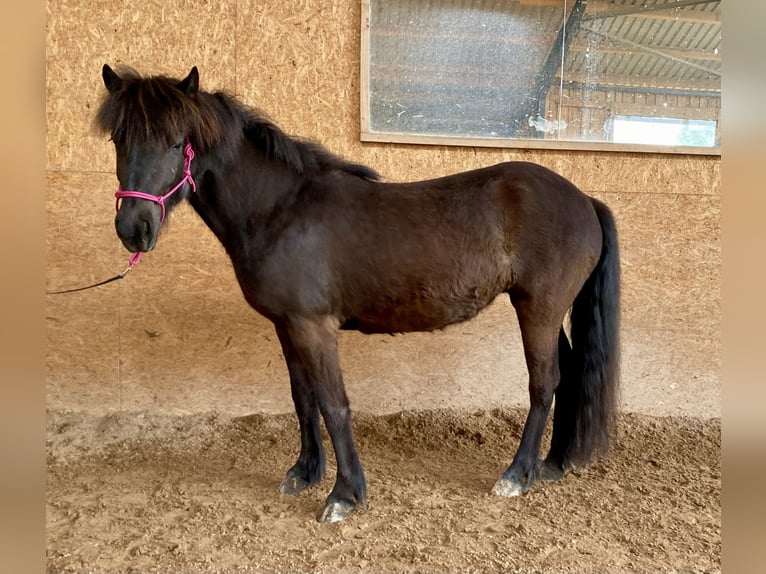Islandais Jument 5 Ans 139 cm Noir in Schwarzenbruck