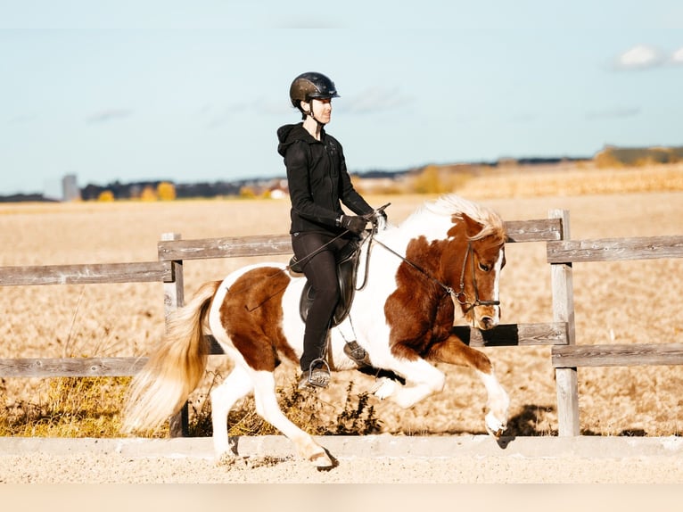 Islandais Jument 5 Ans 139 cm Pinto in Taufkirchen an der Trattnach