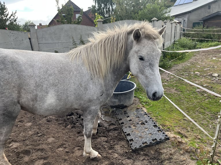 Islandais Jument 5 Ans 140 cm Gris in Koberg