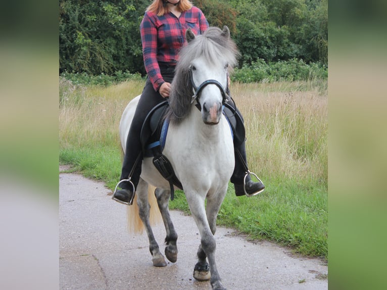 Islandais Jument 5 Ans 140 cm Gris in Essingen