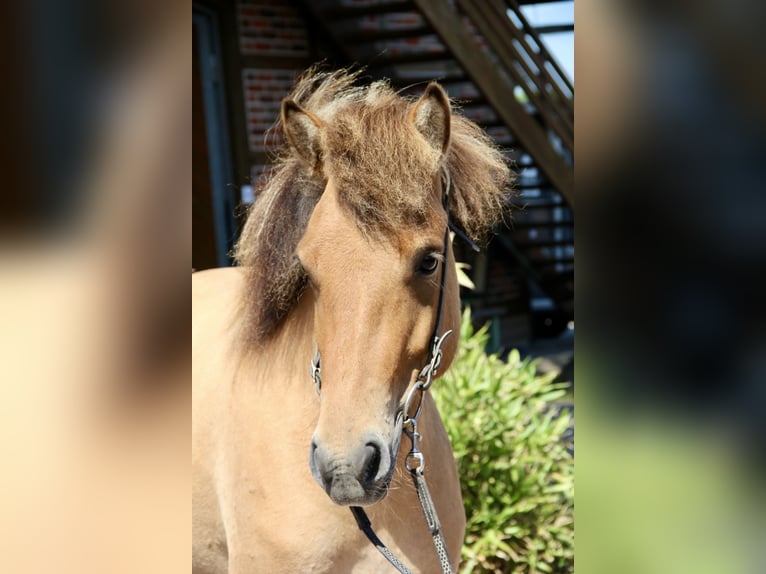 Islandais Jument 5 Ans 140 cm Isabelle in Soltau