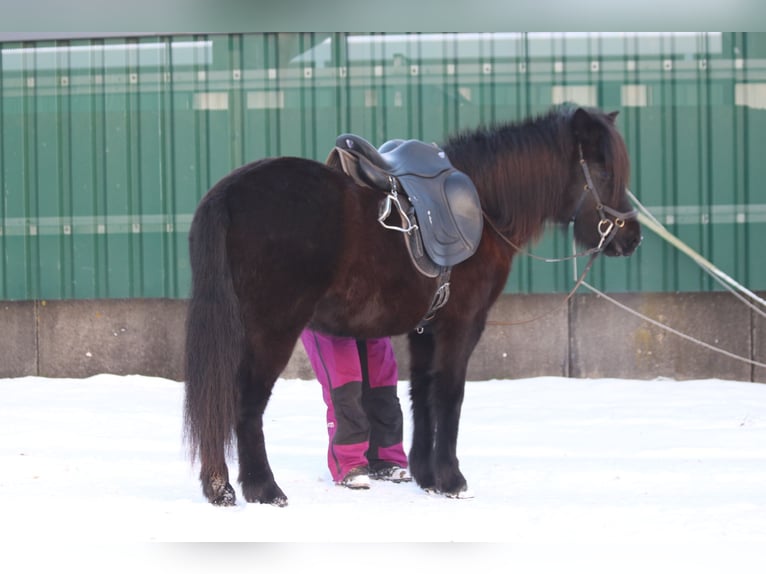Islandais Jument 5 Ans 140 cm Noir in Schmelz