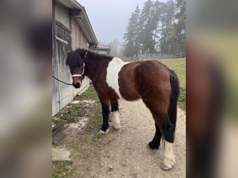 Islandais Jument 5 Ans 140 cm Pinto in Ulm