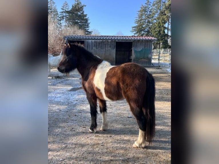 Islandais Jument 5 Ans 140 cm Pinto in Ulm