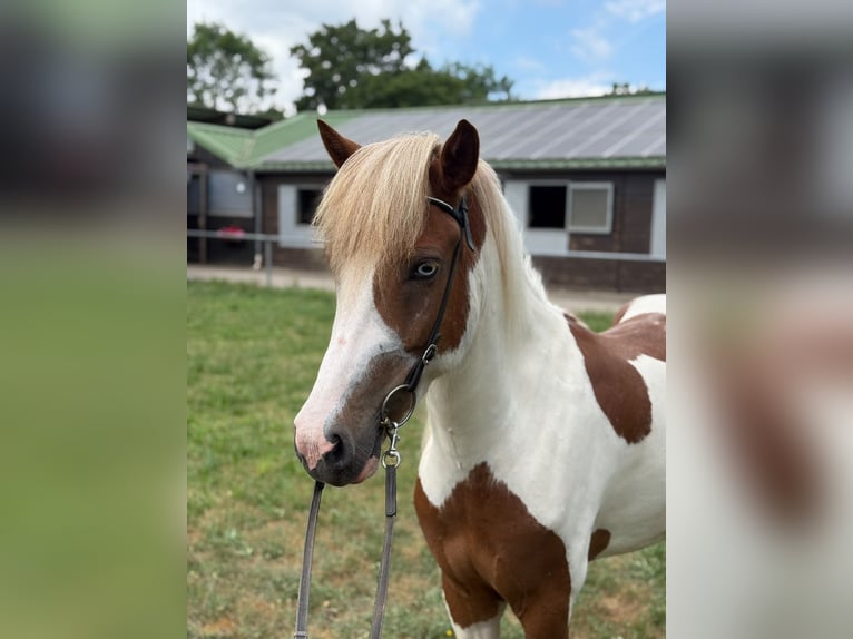 Islandais Jument 5 Ans 141 cm Pinto in Malsch